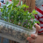 Grow your own Microgreens – Kids FREE WORKSHOP!